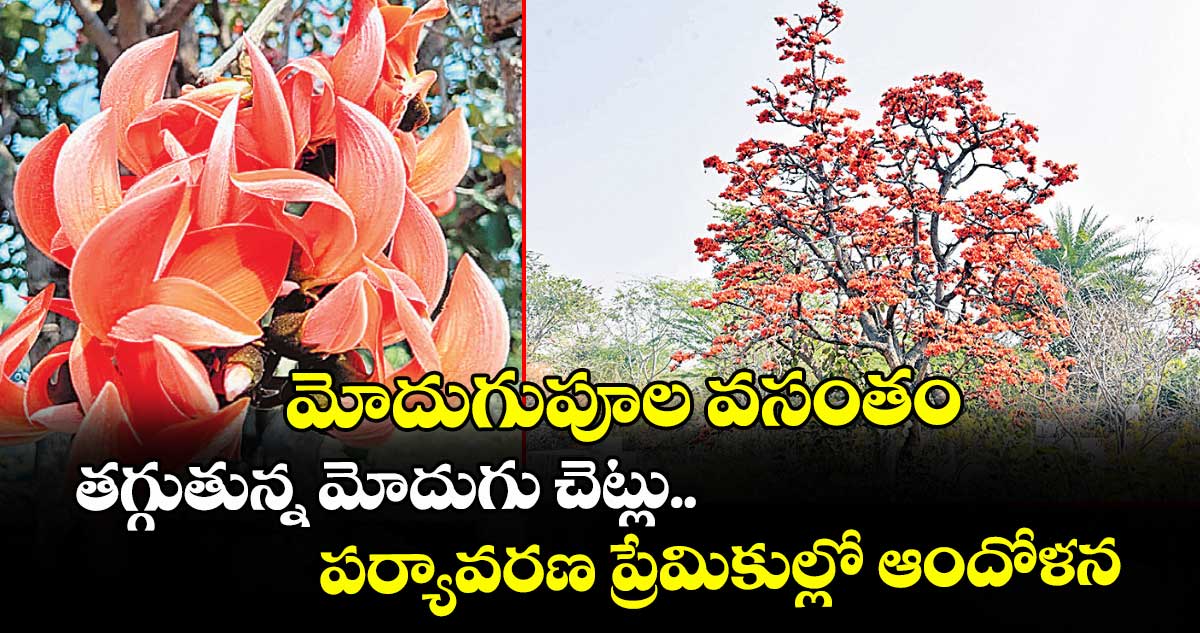 మోదుగుపూల వసంతం.. తగ్గుతున్న మోదుగు చెట్లు.. పర్యావరణ ప్రేమికుల్లో ఆందోళన