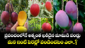 ప్రపంచంలోనే అత్యంత ఖరీదైన మామిడి పండ్లు.. మన ఇంటి పెరట్లో పండించటం ఎలా..?