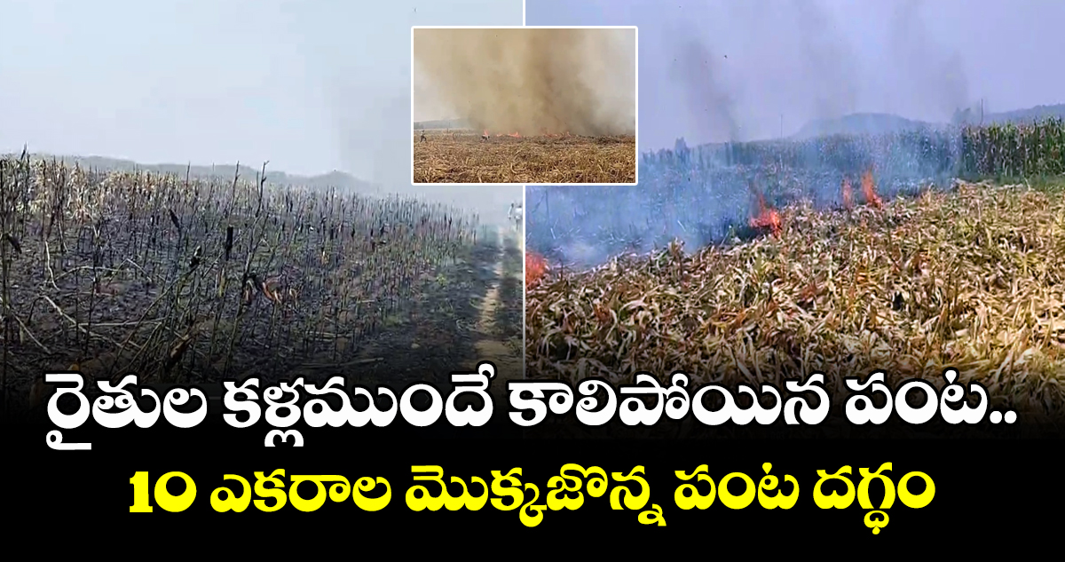 రైతుల కళ్లముందే కాలిపోయిన పంట..10 ఎకరాల మొక్కజొన్న పంట దగ్ధం