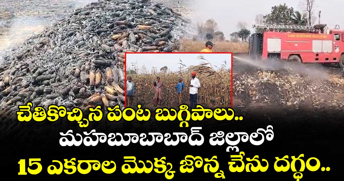 చేతికొచ్చిన పంట బుగ్గిపాలు.. మహబూబాబాద్ జిల్లాలో 15 ఎకరాల మొక్క జొన్న చేను దగ్ధం..