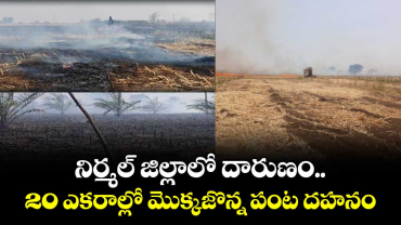 నిర్మల్ జిల్లాలో దారుణం.. 20 ఎకరాల్లో మొక్కజొన్న పంట దహనం