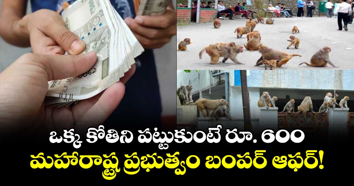 ఒక్క కోతిని పట్టుకుంటే రూ. 600 : మహారాష్ట్ర ప్రభుత్వం బంపర్ ఆఫర్!