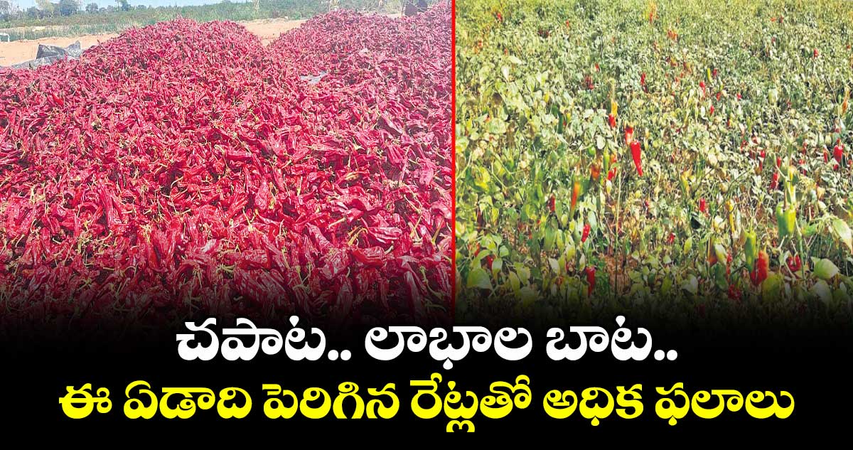 చపాట.. లాభాల బాట.. ఈ ఏడాది పెరిగిన రేట్లతో అధిక ఫలాలు