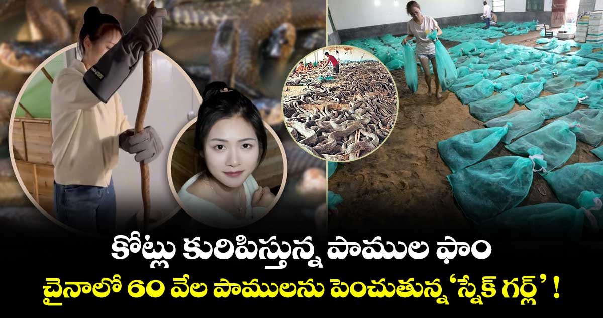 కోట్లు కురిపిస్తున్న పాముల ఫాం.. చైనాలో 60 వేల పాములను పెంచుతున్న ‘స్నేక్ గర్ల్’ !