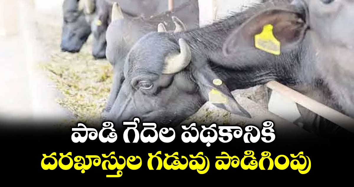 పాడి గేదెల పథకానికి  దరఖాస్తుల గడువు పొడిగింపు : ఎస్సీ కార్పొరేషన్ కార్యనిర్వాహక సంచాలకుడు బాబు మోజెస్