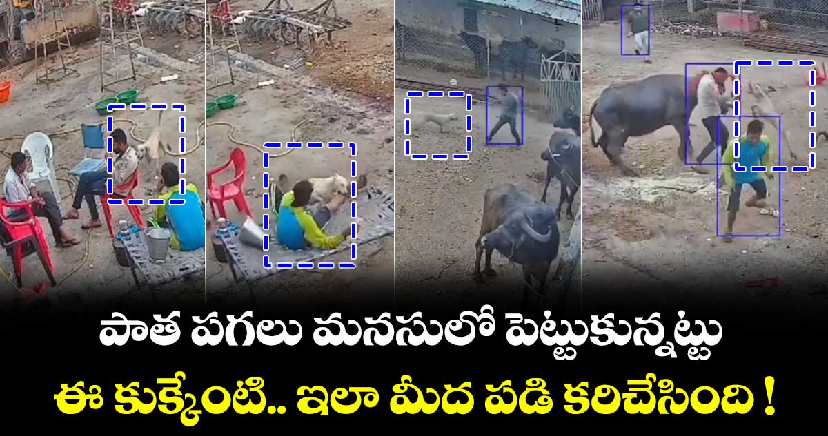 పాత పగలు మనసులో పెట్టుకున్నట్టు.. ఈ కుక్కేంటి ఇలా మీద పడి కరిచేసింది!