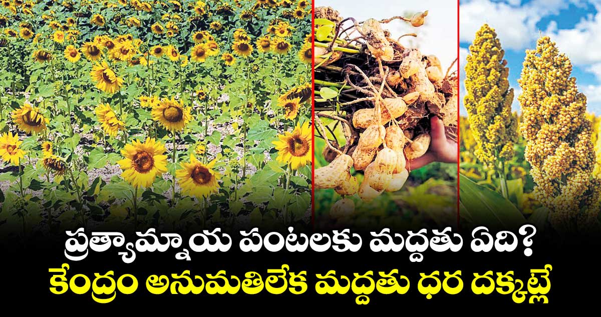ప్రత్యామ్నాయ పంటలకు మద్దతు ఏది?..కేంద్రం అనుమతిలేక మద్దతు ధర దక్కట్లే