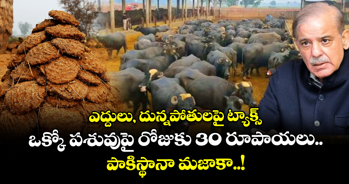 ఎద్దులు, దున్నపోతులపై ట్యాక్స్: ఒక్కో పశువుపై రోజుకు 30 రూపాయలు.. పాకిస్థానా మజాకా..!