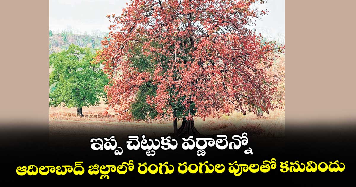 ఇప్ప చెట్టుకు వర్ణాలెన్నో..ఆదిలాబాద్ జిల్లాలో రంగు రంగుల పూలతో కనువిందు