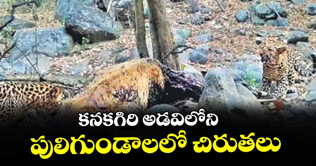 కనకగిరి అడవిలోని పులిగుండాలలో చిరుతలు