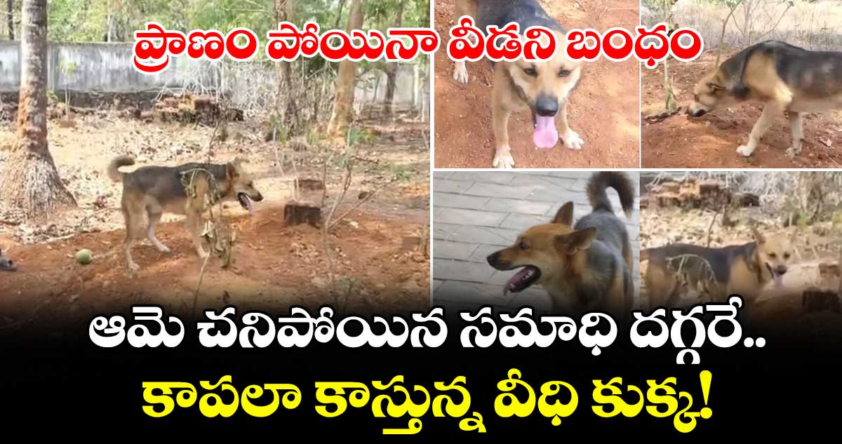ప్రాణం పోయినా వీడని బంధం: ఆమె చనిపోయిన సమాధి దగ్గరే కాపలా కాస్తున్న విధి కుక్క!