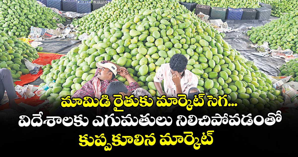 మామిడి రైతుకు మార్కెట్ సెగ...విదేశాలకు ఎగుమతులు నిలిచిపోవడంతో కుప్పకూలిన మార్కెట్