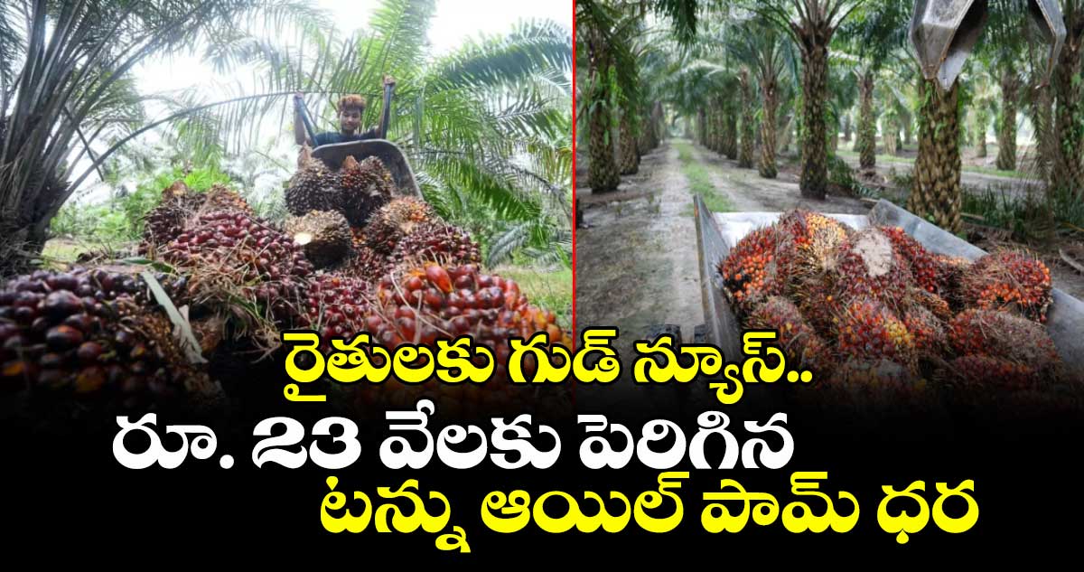 రైతులకు గుడ్ న్యూస్..రూ. 23 వేలకు పెరిగిన  టన్ను ఆయిల్ పామ్ ధర 