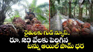 రైతులకు గుడ్ న్యూస్..రూ. 23 వేలకు పెరిగిన  టన్ను ఆయిల్ పామ్ ధర 
