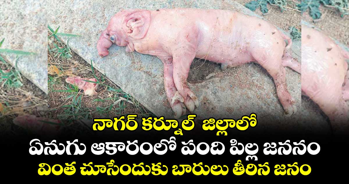 నాగర్ కర్నూల్  జిల్లాలో ఏనుగు ఆకారంలో పంది పిల్ల జననం...వింత చూసేందుకు బారులు తీరిన జనం