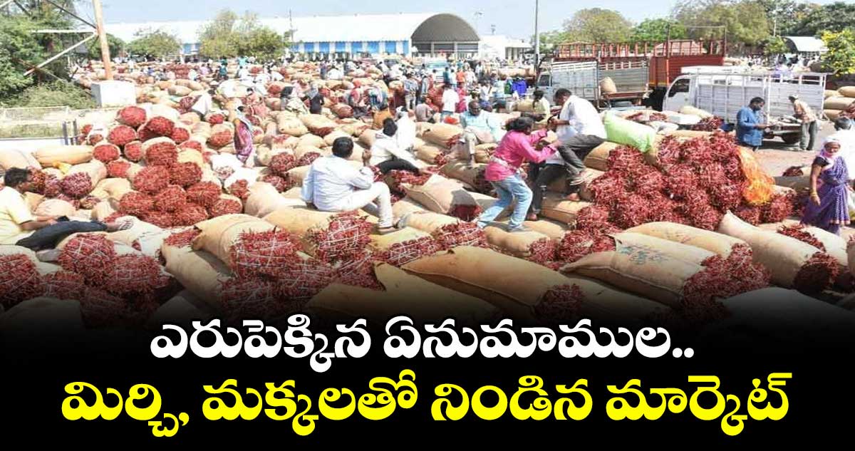 ఎరుపెక్కిన ఏనుమాముల..మిర్చి, మక్కలతో నిండిన మార్కెట్‌‌‌‌‌‌‌‌‌‌‌‌‌‌‌‌‌‌‌‌‌‌‌‌‌‌‌‌‌‌‌‌