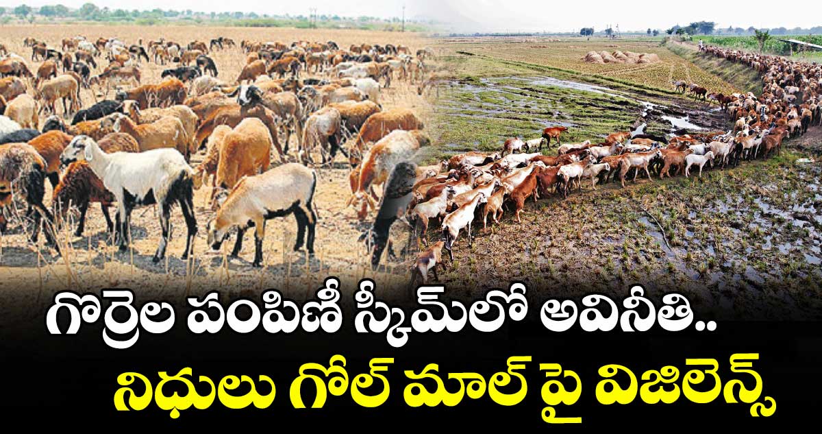 గొర్రెల పంపిణీ స్కీమ్‌‌‌‌‌‌‌‌‌‌‌‌‌‌‌‌‌‌‌‌‌‌‌‌‌‌‌‌‌‌‌‌ లో  అవినీతి.. నిధులు గోల్ మాల్ పై విజిలెన్స్ ఆరా