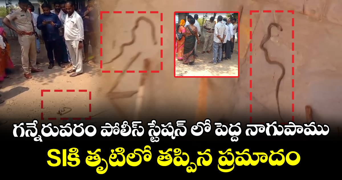 గన్నేరువరం పోలీస్ స్టేషన్ లో పెద్ద నాగుపాము : SIకి తృటిలో తప్పిన ప్రమాదం