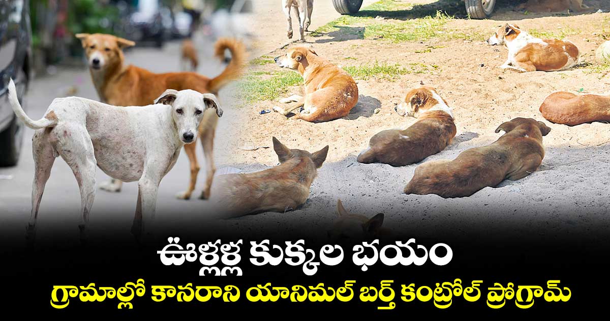 ఊళ్లళ్ల కుక్కల భయం..గ్రామాల్లో కానరాని యానిమల్ బర్త్ కంట్రోల్ ప్రోగ్రామ్