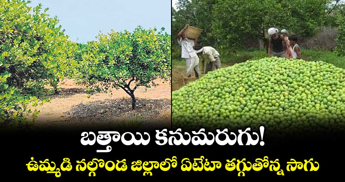 బత్తాయి కనుమరుగు!...ఉమ్మడి నల్గొండ జిల్లాలో ఏటేటా తగ్గుతోన్న సాగు