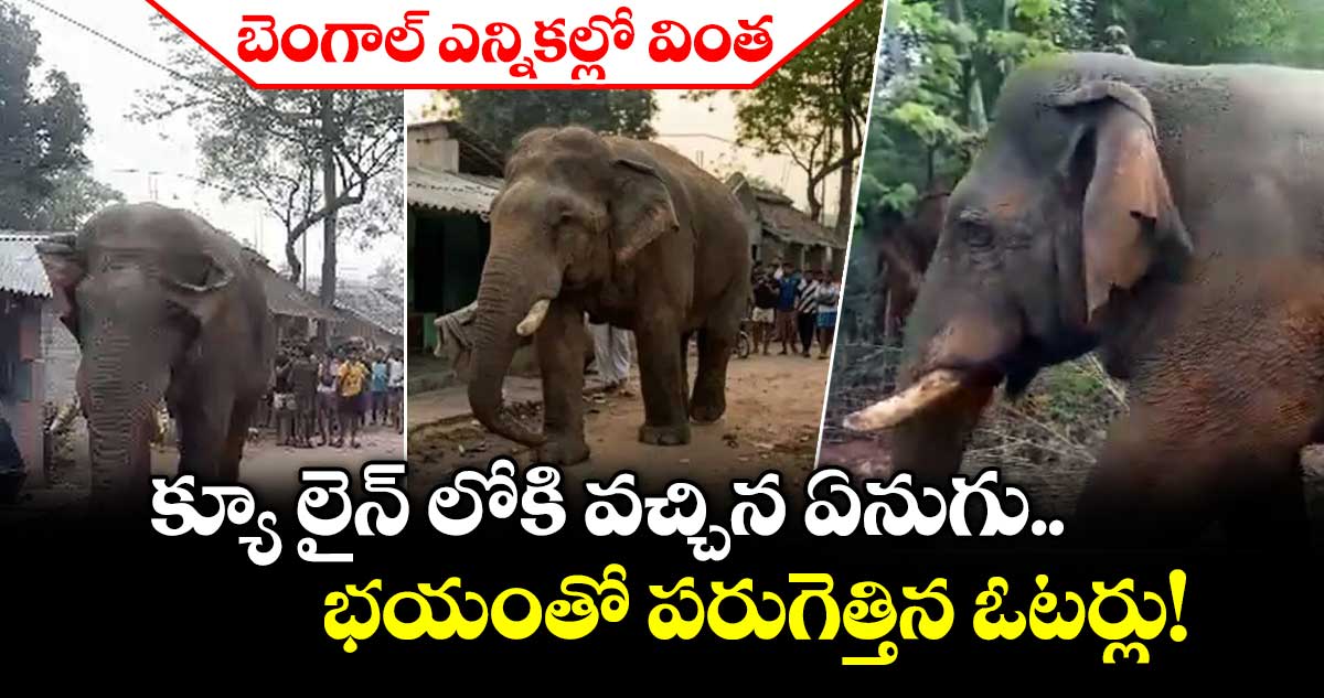 బెంగాల్ ఎన్నికల్లో వింత: క్యూ లైన్ లోకి వచ్చిన ఏనుగు.. భయంతో పరుగెత్తిన ఓటర్లు!