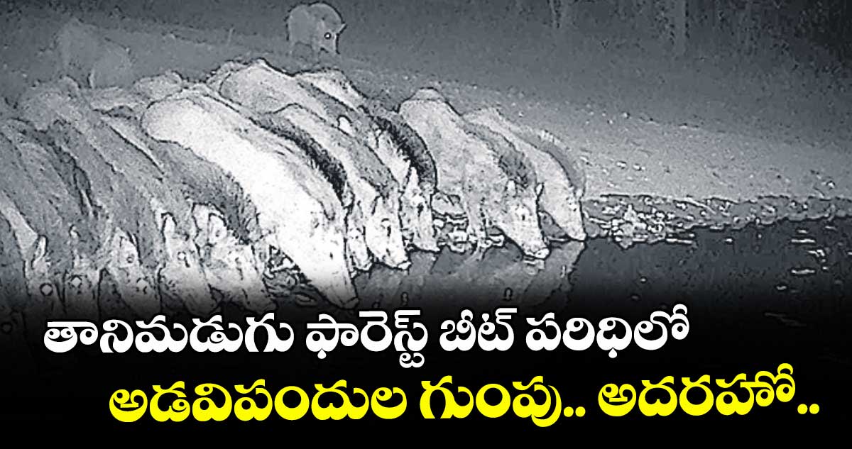 తానిమడుగు ఫారెస్ట్ బీట్ పరిధిలో అడవిపందుల గుంపు.. అదరహో..