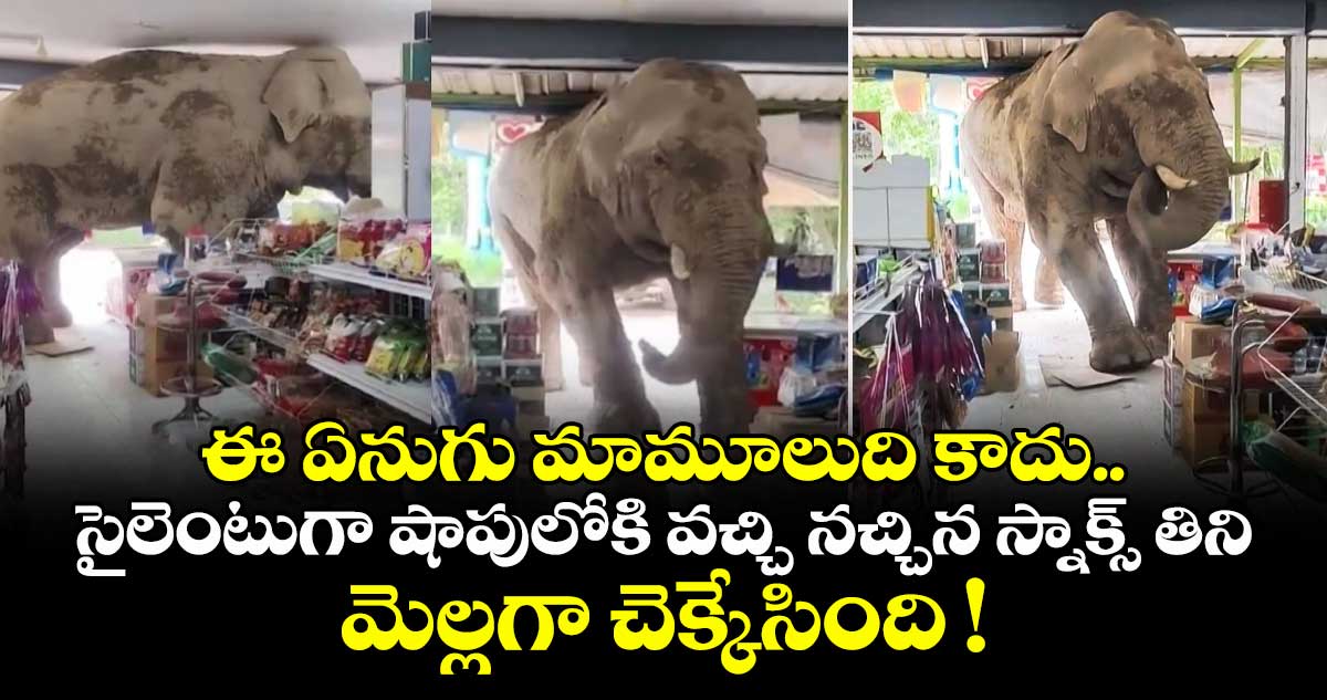 ఈ ఏనుగు మామూలుది కాదు.. సైలెంటుగా షాపులోకి వచ్చి నచ్చిన స్నాక్స్ తిని మెల్లగా చెక్కేసింది !
