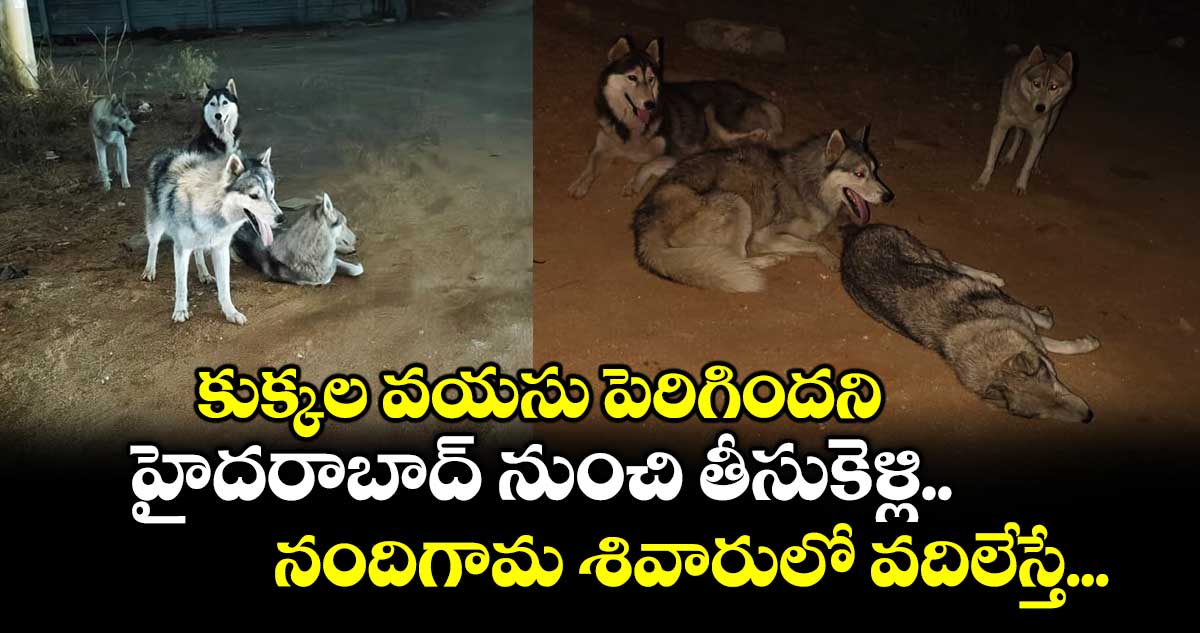 కుక్కల వయసు పెరిగిందని... హైదరాబాద్ నుంచి తీసుకెళ్లి నందిగామ శివారులో వదిలేస్తే...