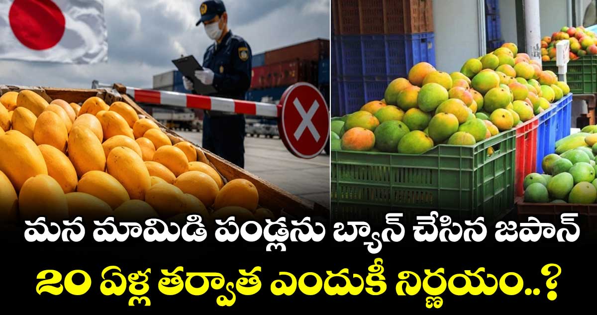 మన మామిడి పండ్లను బ్యాన్ చేసిన జపాన్:20 ఏళ్ల తర్వాత ఎందుకీ నిర్ణయం..?