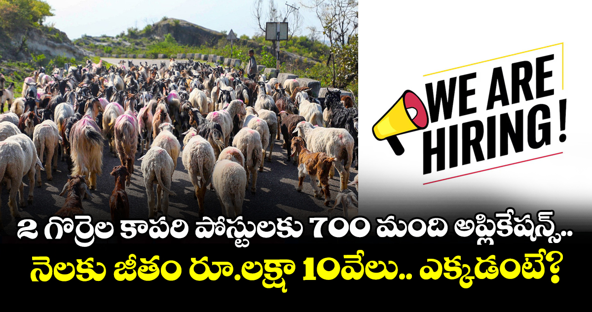 2 గొర్రెల కాపరి పోస్టులకు 700 మంది అప్లికేషన్స్.. నెలకు జీతం రూ.లక్షా 10వేలు.. ఎక్కడంటే?