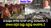 Vastu Tips: పశువుల పాకకు కూడా వాస్తు ఉంటుందా..? పొలం దగ్గర షెడ్డు ఏవైపు ఉండాలి..?