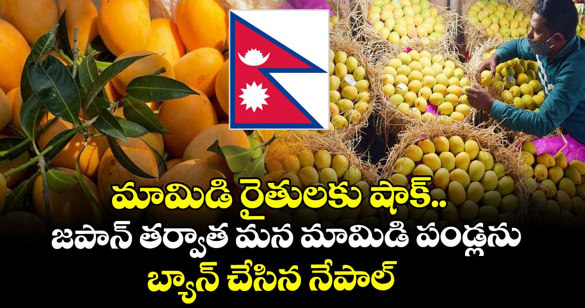 మామిడి రైతులకు షాక్.. జపాన్ తర్వాత మన మామిడి పండ్లను బ్యాన్ చేసిన నేపాల్