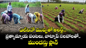 ఎల్‌నినో ముప్పుతో అలర్ట్.. ప్రత్యామ్నాయ పంటలు, వాట్సాప్  సలహాలతో ముందస్తు ప్లాన్ 