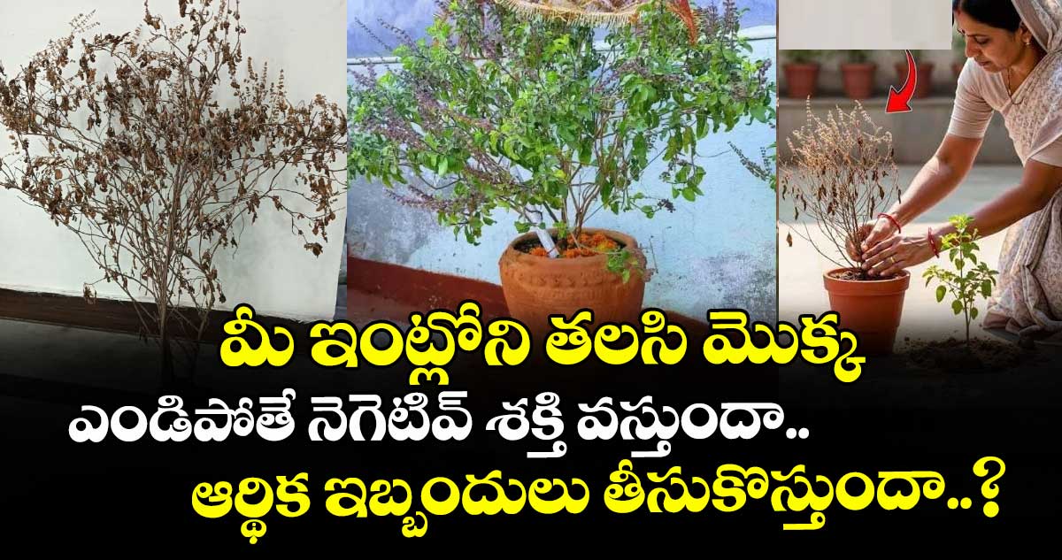 జ్యోతిష్యం : మీ ఇంట్లోని తలసి మొక్క ఎండిపోతే నెగెటివ్ శక్తి వస్తుందా.. ఆర్థిక ఇబ్బందులు తీసుకొస్తుందా..?