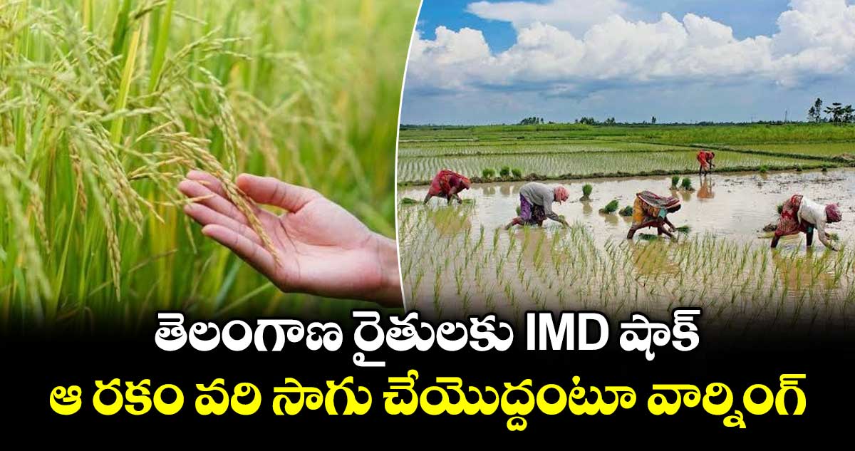 తెలంగాణ రైతులకు IMD షాక్... ఆ రకం వరి సాగు చేయొద్దంటూ వార్నింగ్..