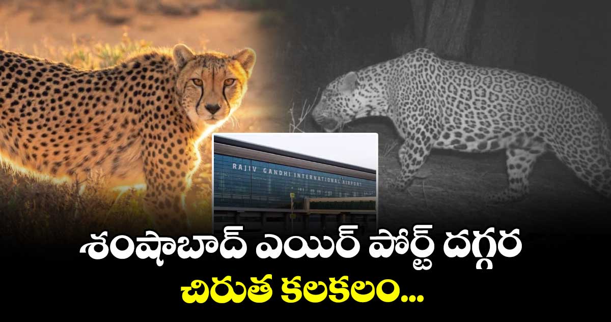 శంషాబాద్ ఎయిర్ పోర్ట్ దగ్గర చిరుత కలకలం...