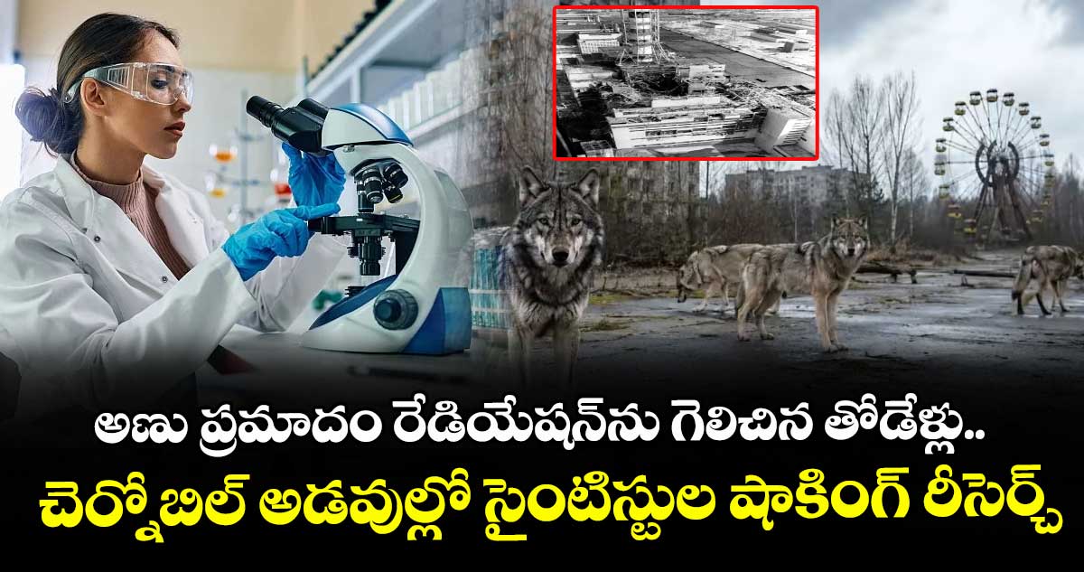 అణు ప్రమాదం రేడియేషన్‌ను గెలిచిన తోడేళ్లు..  చెర్నోబిల్ అడవుల్లో సైంటిస్టుల షాకింగ్ రీసెర్చ్