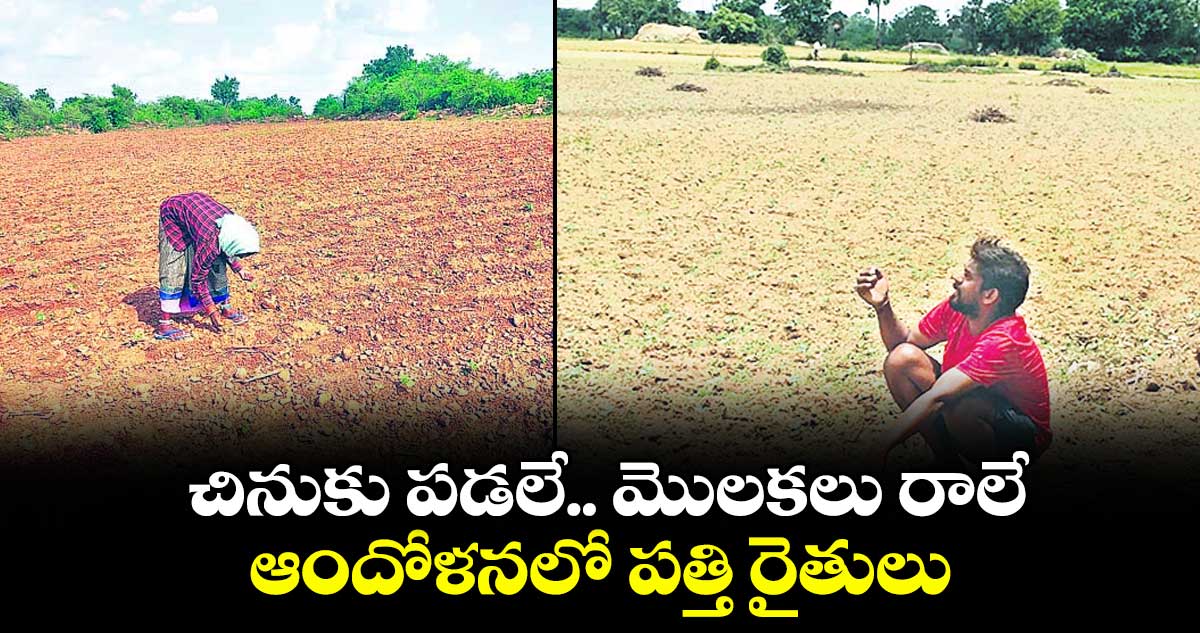 చినుకు పడలే.. మొలకలు రాలే.. ఆందోళనలో పత్తి రైతులు