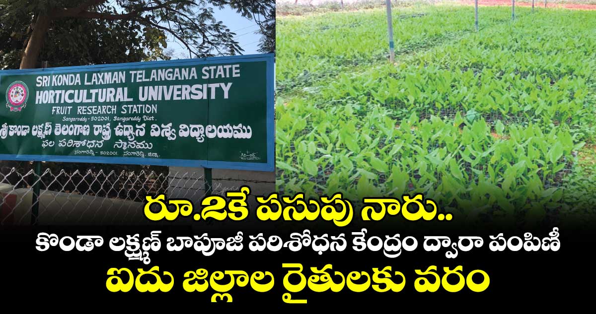 రూ.2కే పసుపు నారు.. కొండా లక్ష్మణ్ బాపూజీ పరిశోధన కేంద్రం ద్వారా పంపిణీ.. ఐదు జిల్లాల రైతులకు వరం