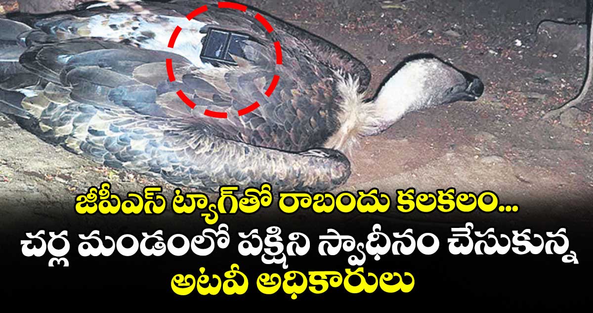 జీపీఎస్ ట్యాగ్‌‌‌‌తో రాబందు కలకలం... చర్ల మండంలో పక్షిని స్వాధీనం చేసుకున్న అటవీ అధికారులు