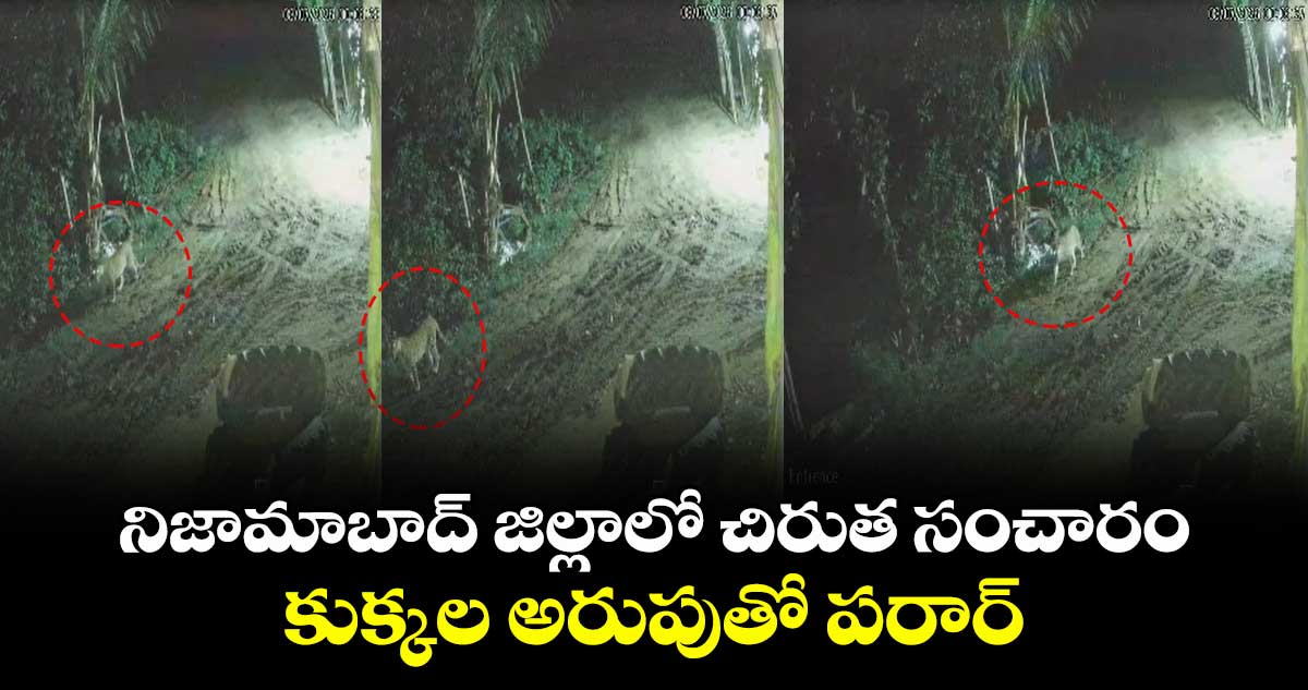నిజామాబాద్ జిల్లాలో చిరుత సంచారం... కుక్కల అరుపుతో పరార్..
