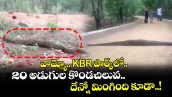 వామ్మో.. KBR పార్క్‌లో 20 అడుగుల కొండచిలువ.. దేన్నో మింగింది కూడా..!