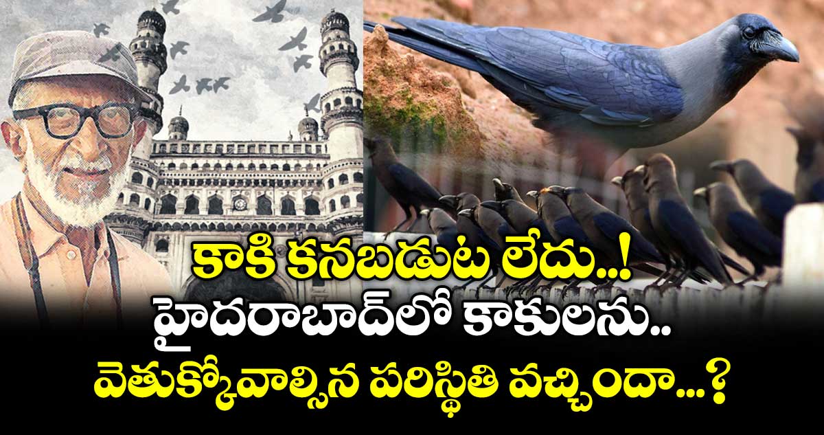 కాకి కనబడుట లేదు..! హైదరాబాద్ లో కాకులను వెతుక్కోవాల్సిన పరిస్థితి వచ్చిందా...?