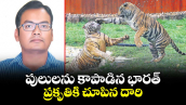 పులులను కాపాడిన భారత్.. ప్రకృతికి చూపిన దారి