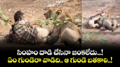 సింహం దాడి చేసినా జంకలేదు...! ఏం గుండెరా వాడిది.. ఆ గుండె బతకాలి..!