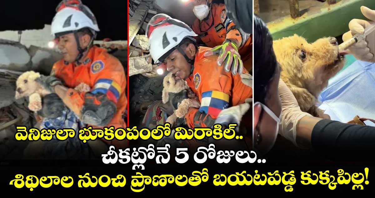 వెనిజులా భూకంపంలో మిరాకిల్.. చీకట్లోనే 5 రోజులు.. శిథిలాల నుంచి ప్రాణాలతో బయటపడ్డ కుక్కపిల్ల!