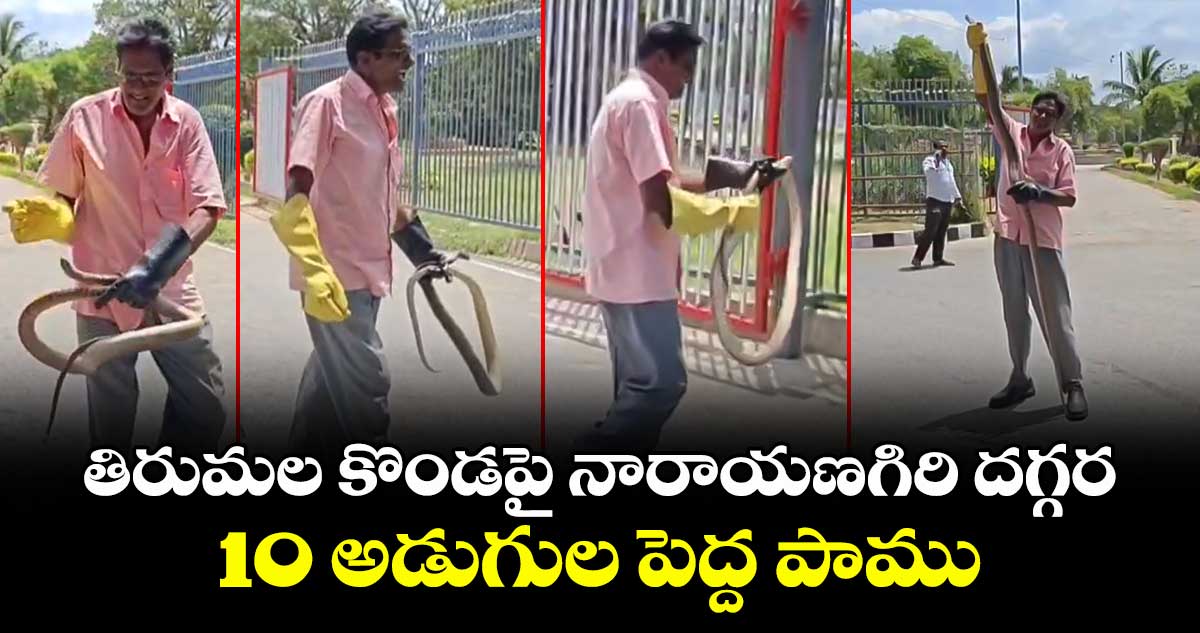తిరుమల కొండపై నారాయణగిరి దగ్గర 10 అడుగుల పెద్ద పాము