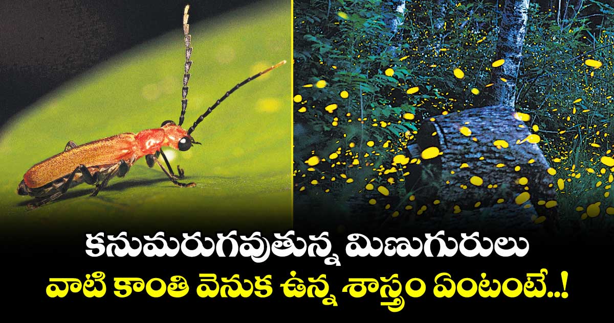 కనుమరుగవుతున్న మిణుగురులు.. వాటి కాంతి వెనుక ఉన్న శాస్త్రం ఏంటంటే..!