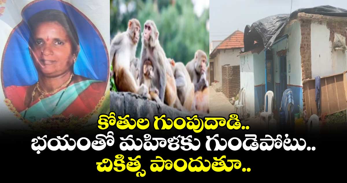 కోతుల గుంపుదాడి.. భయంతో మహిళకు గుండెపోటు.. చికిత్స పొందుతూ..