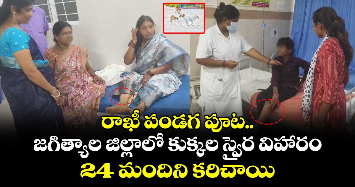 రాఖీ పండగ పూట..జగిత్యాల జిల్లాలో కుక్కల స్వైర విహారం... 24 మందిని కరిచాయి..